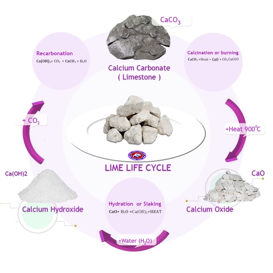 Bagaimana siklus hidup batu kapur? - Quora