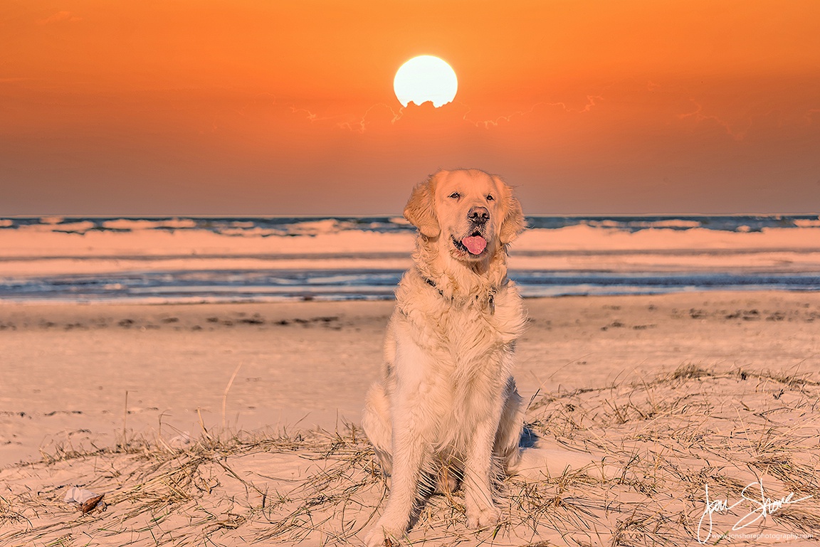 Apa jenis anjing yang paling lucu menurut Anda? - Quora