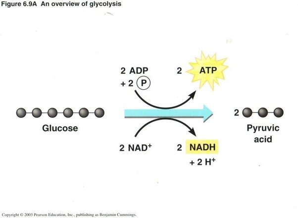 What are the formulae of glycolysis? Quora