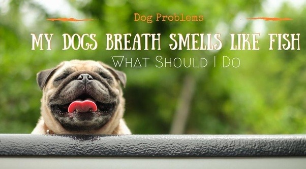 Why does my dog's breath smell like fish? What are some reasons? Quora