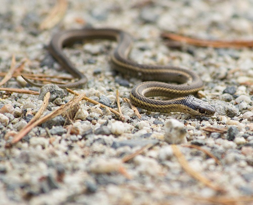 How far do newborn garter/garden snakes travel from their den? Quora