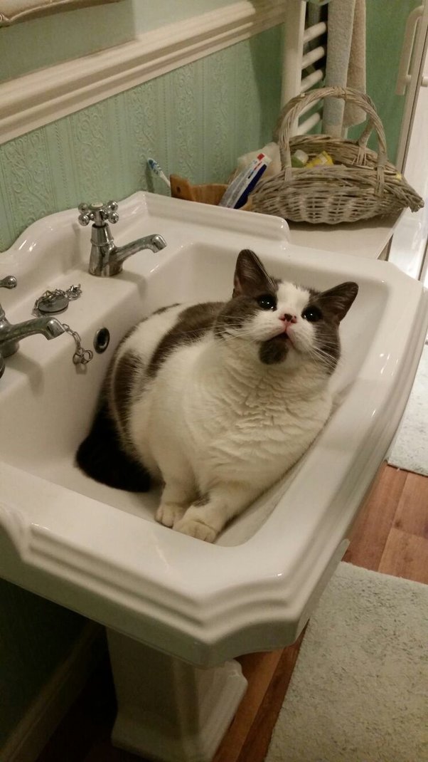 Why Does My Cat Like To Sit On Lap In The Bathroom