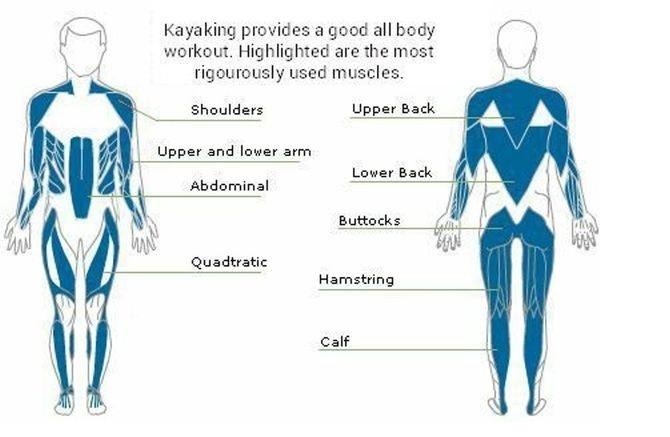 What Muscles Does Rowing Work All You Need Infos