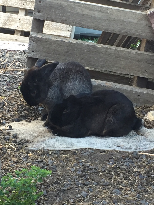 Are rabbits an easier pet to have than cats? Quora
