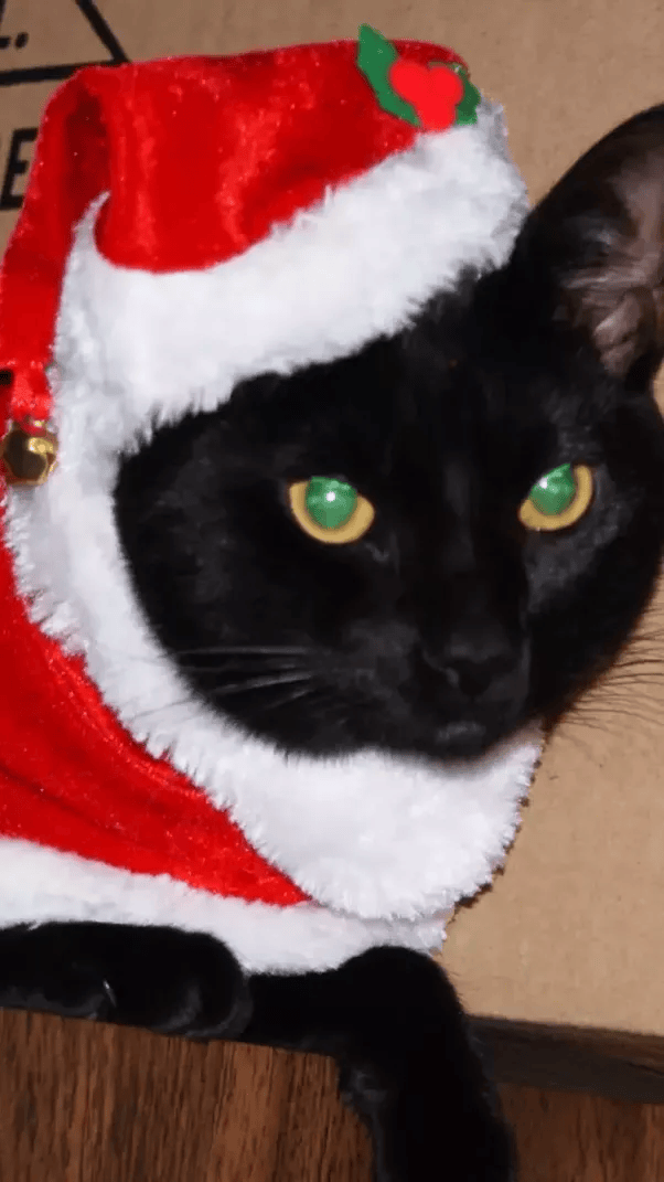 Are black cats more aggressive and do they have less personality than