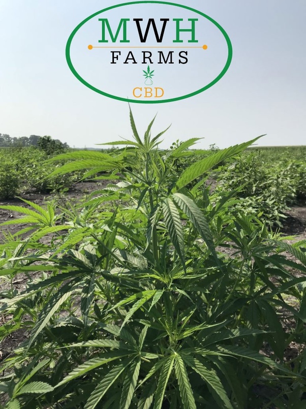 How manyindustrial hemp plants can you plant per acre? Quora