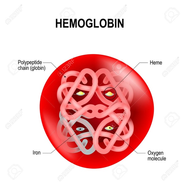 What is the full form of MCH in the medical field? Quora