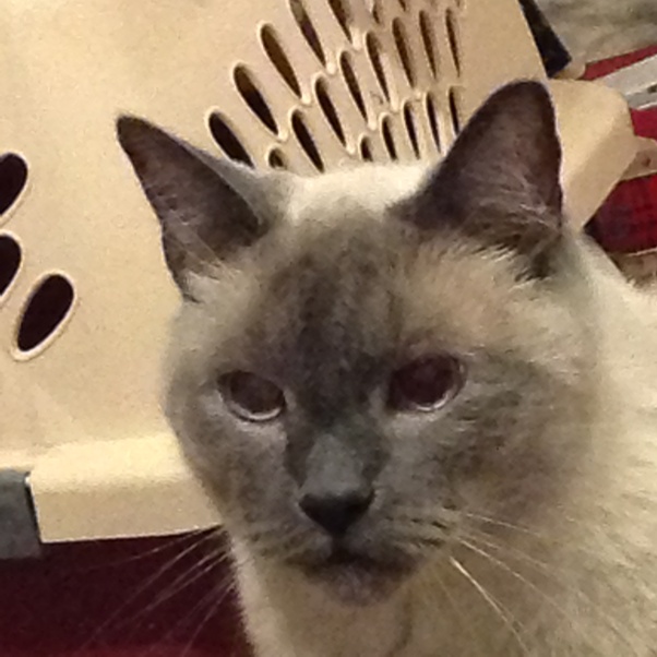 Do male cats go into heat after they’re fixed? Quora