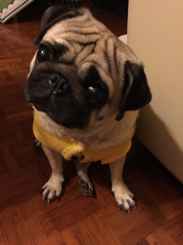 In your opinion, would this be considered the cutest pug ever? Quora