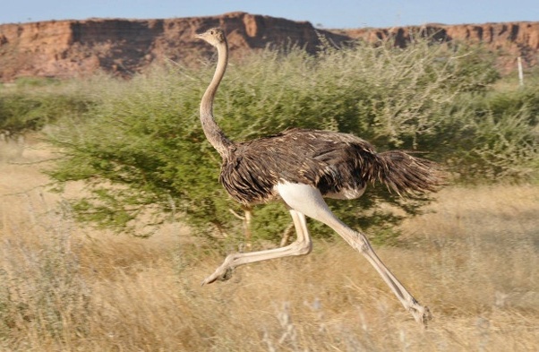 Ostrich San Diego Zoo Animals Plants