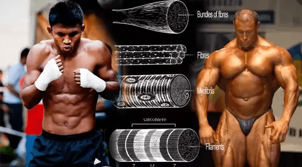 Does Muay Thai help to build muscles and gain shape? Quora