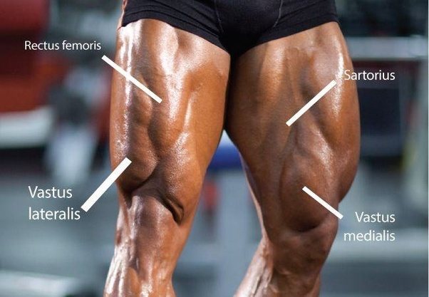 Why should you never miss leg day? Quora