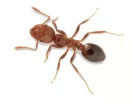 Jika semua spesies semut berperang, mana yang akan menang? - Quora