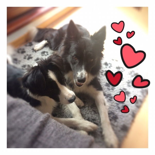 Will a male dog who isn't fixed try to hump a female dog who is fixed