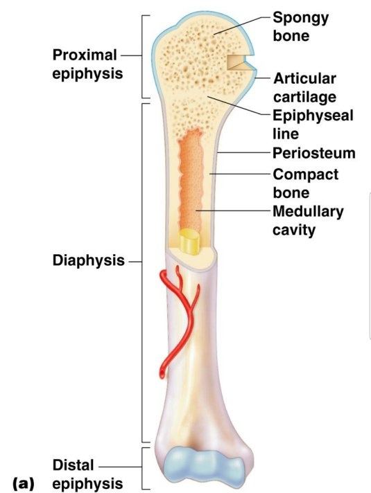SKELETAL SYSTEM (TYPES OF BONES AND PARTS)