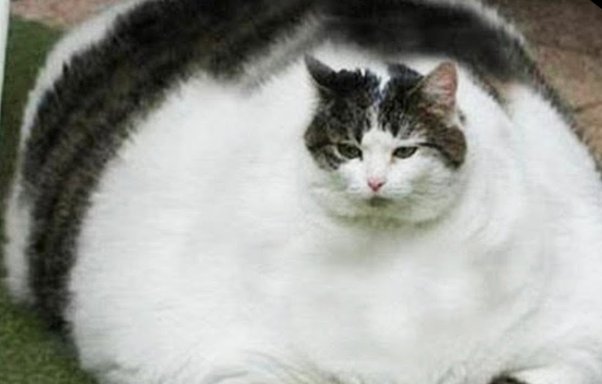 Pernahkah kamu mengalami musibah setelah menabrak kucing? - Quora