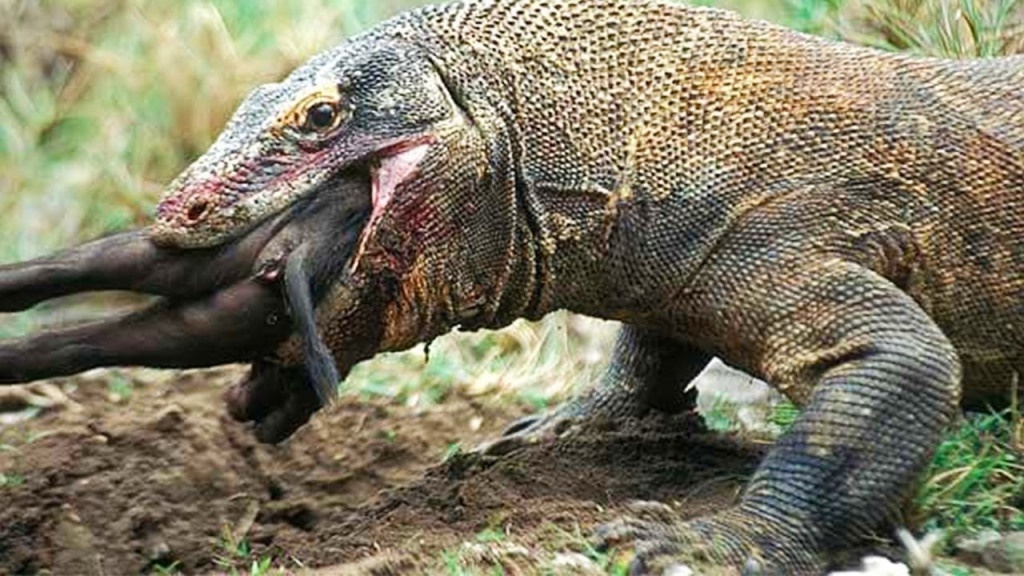 Mengapa komodo hanya ada di Pulau Komodo ? - Quora