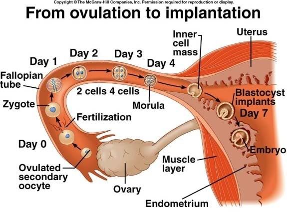 Can Implantation Bleeding Occur Four Days After You Miss Your Period? - Quora