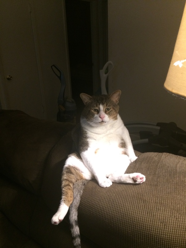 Is it still necessary to castrate a male cat if he never goes into heat