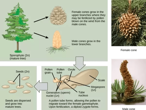 How do trees reproduce? Quora