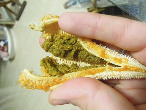 Is starfish edible? Do people eat it? Quora