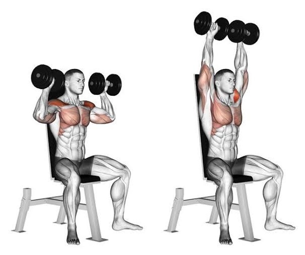 Arnold Shoulder Press Muscles Worked Goimages Online