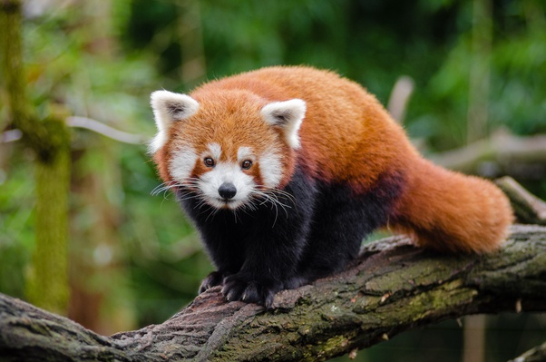 If you have extra vocabulary regarding animal names, you may contribute by leaving them in the comments section below in today's lesson, we are going to learn the twi names of some animals. Sikkim Animals Name - Frogs In Sikkim Himalayas Threatened By Extraction For Meat Allegedly Of ...