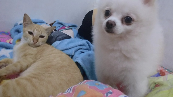 Apakah kamu memiliki kucing? Jika ya, seperti apa kucingmu? Quora