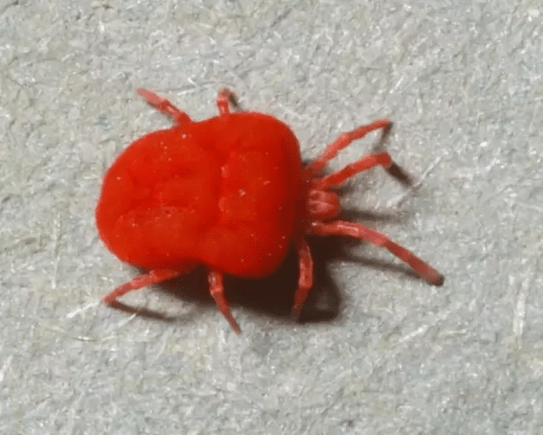 What are those pinpricksized red things that stain you when you sit in
