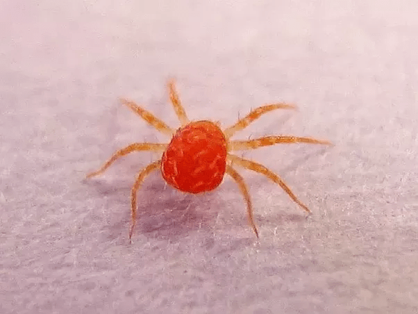What are those pinpricksized red things that stain you when you sit in