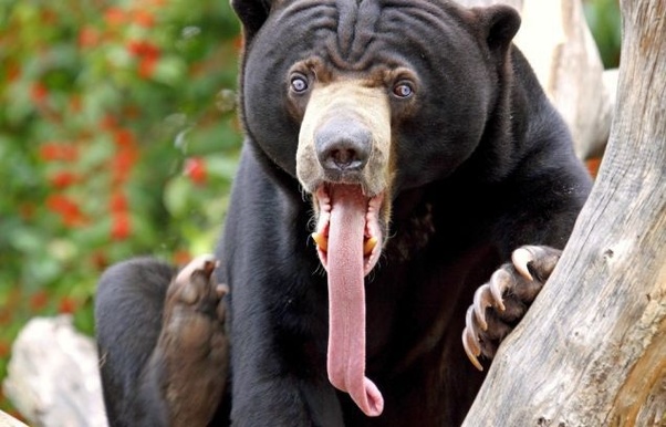 If you are being chased by a bear, what kind of bear would you want it