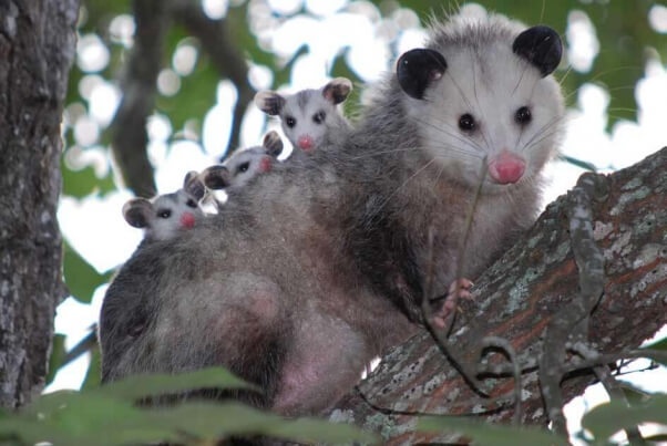 Do Possums Eat Egg Shells KWHATDO