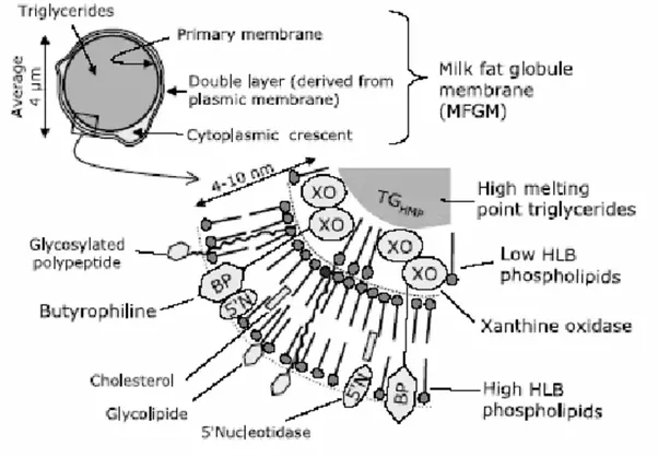 How can milk dissolve in water as it is lipid? Quora