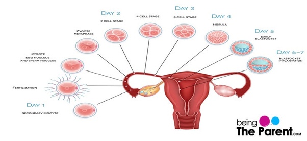 How Many Days For Implantation Bleeding pregnancy test