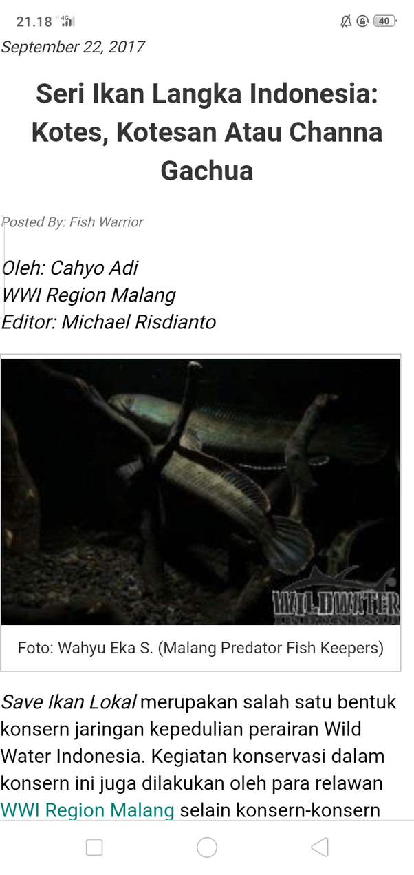 Perbedaan Ikan Gabus Jantan Dan Betina