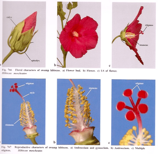 Male and female parts of hibiscus flower. What is the male and female parts of a hibicus flower? - Quora