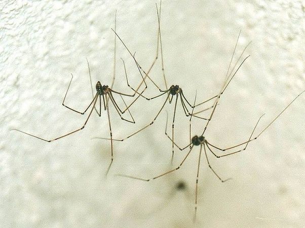 What is a 'Daddy Long Legs' in different parts of the world? Quora
