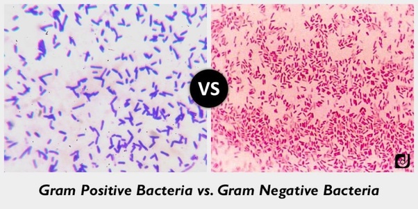 What is the difference between grampositive and