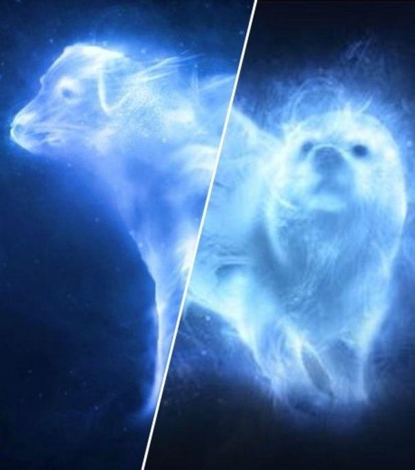What is Ron's patronus? Quora