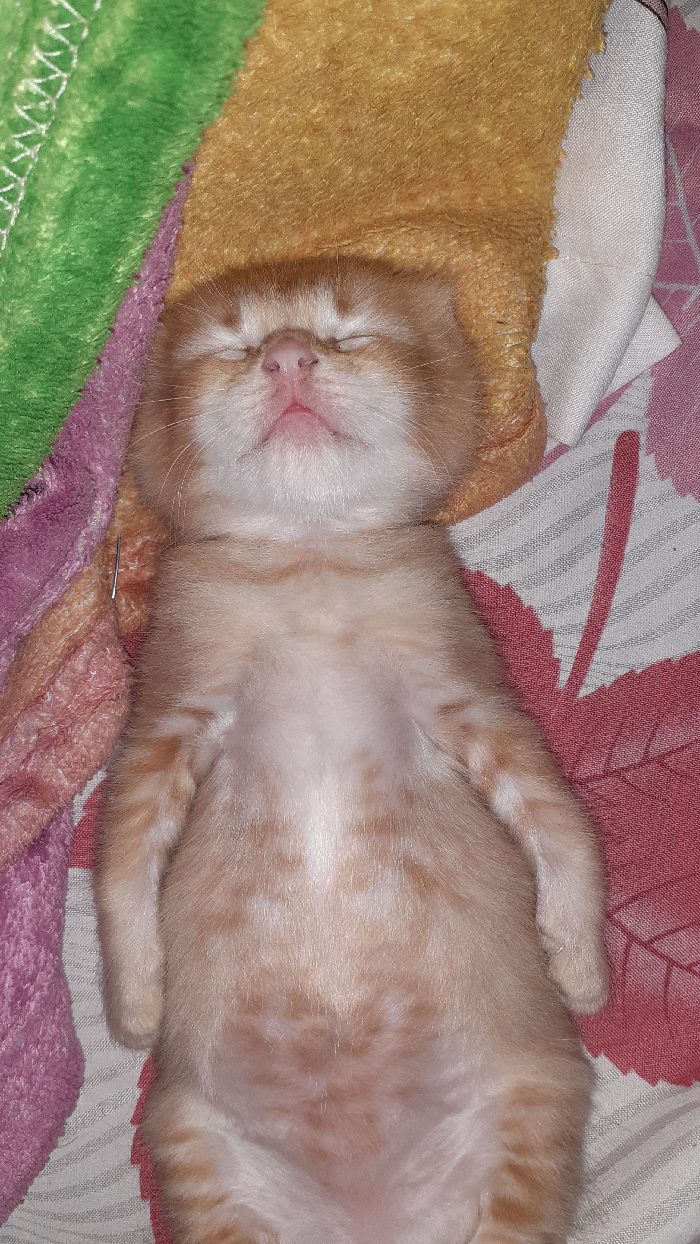 Apakah kamu memiliki kucing? Jika ya, seperti apa kucingmu? - Quora