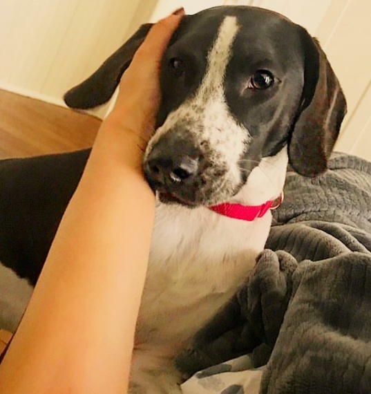 What is the best way to pet a dog? Quora