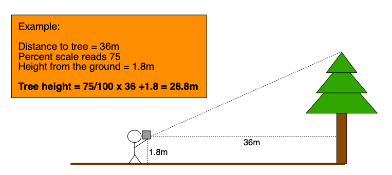 Bagaimana cara mengukur tinggi pohon yang masih berdiri? - Quora