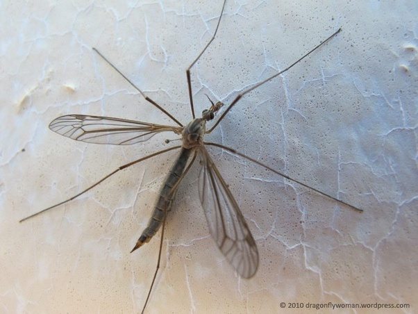 What is a 'Daddy Long Legs' in different parts of the world? Quora