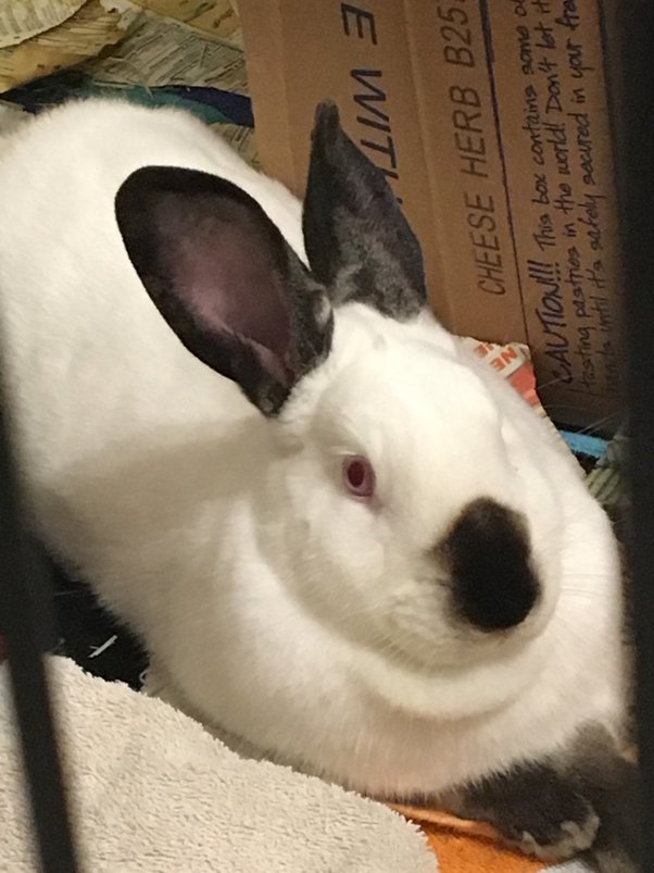 Why does my rabbit lick the floor when I scratch his back? Quora