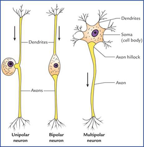 Komponen neuron mana yang menerima sinyal dari reseptor sensorik? - Quora