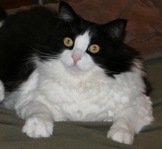 Can my cat eat kitten food if it won't eat anything else, they are over