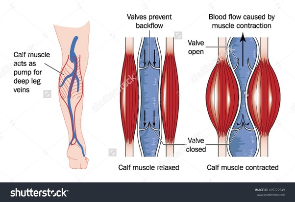 Why can I run and walk for hours without stopping but I can't stand for