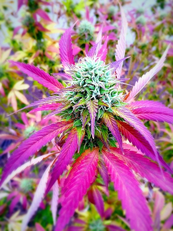 Best Cannabis Plant Cannabis Growing Methods