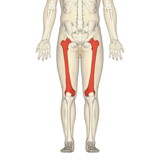 What is the longest bone in the body? Quora