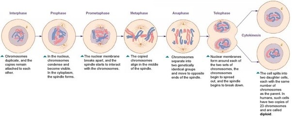 Which phase of mitosis has the chromosomes lining up in the center of